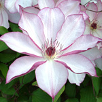 Clematis 'Omoshiro'