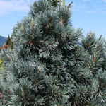 Pinus cembra 'Big Blue'