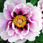 Paeonia 'Guardian of the Monastery'