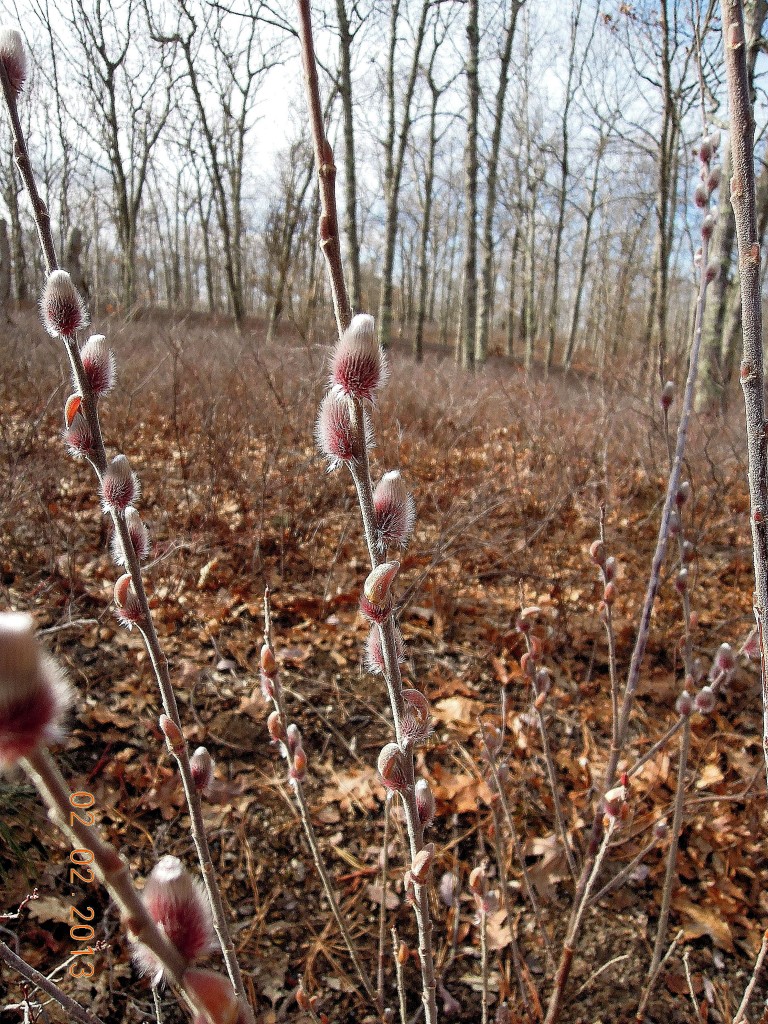 catkins emerging before storms: copyright 2013  -  Lois Sheinfeld