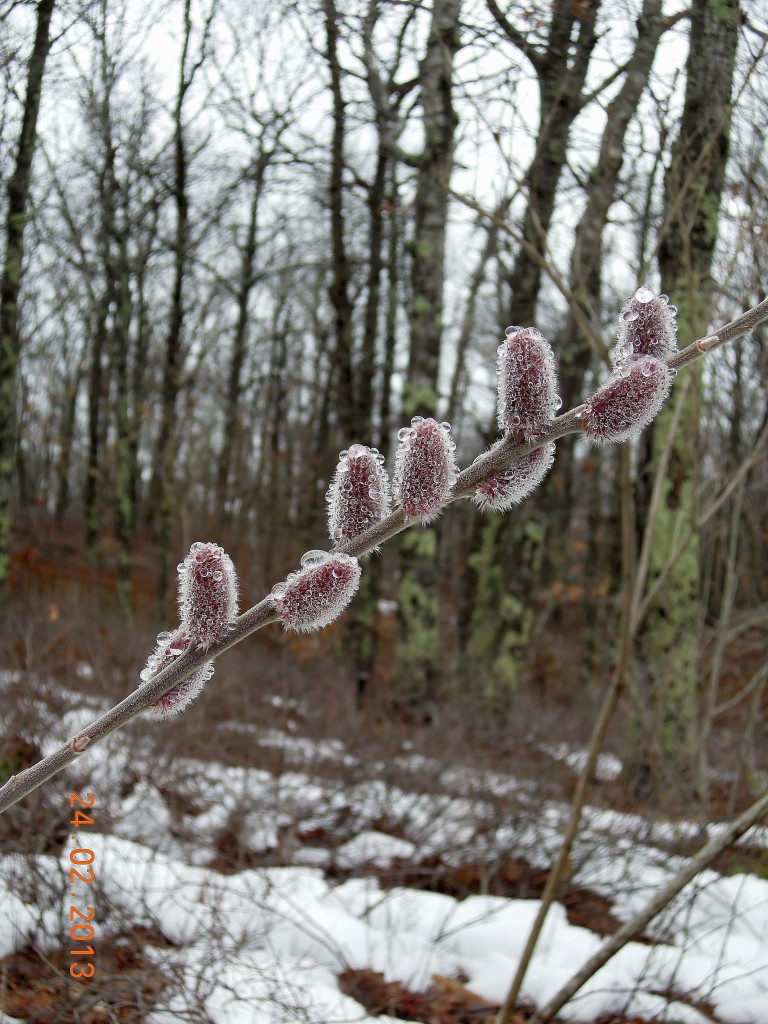 catkins between storms: copyright 2013  -  Lois Sheinfeld