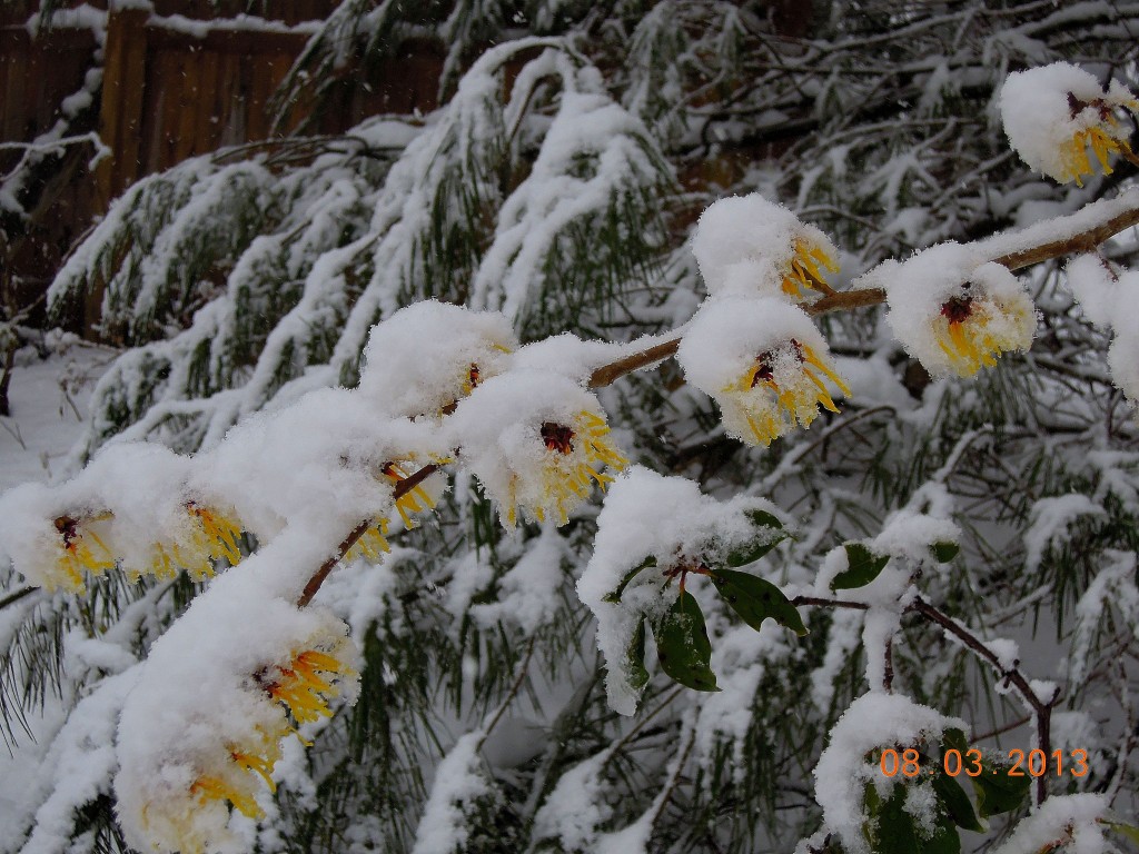 Hamamelis 'Pallida' (3/8/13):   copyright 2013  -  Lois Sheinfeld