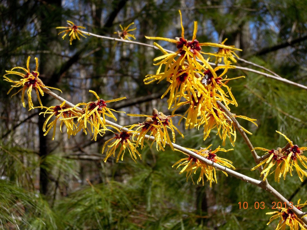 H. 'Pallida' post storm:  copyright 2013  -  Lois Sheinfeld