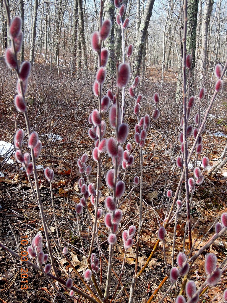 catkins post storms:  copyright 2013  -  Lois Sheinfeld