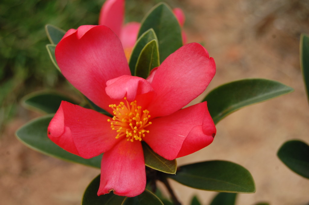 Camellia azalea copyright David Parks