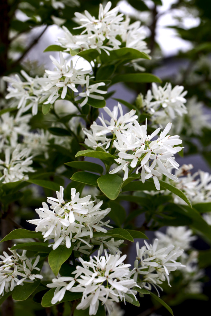 Credit Camellia Forest Nursery