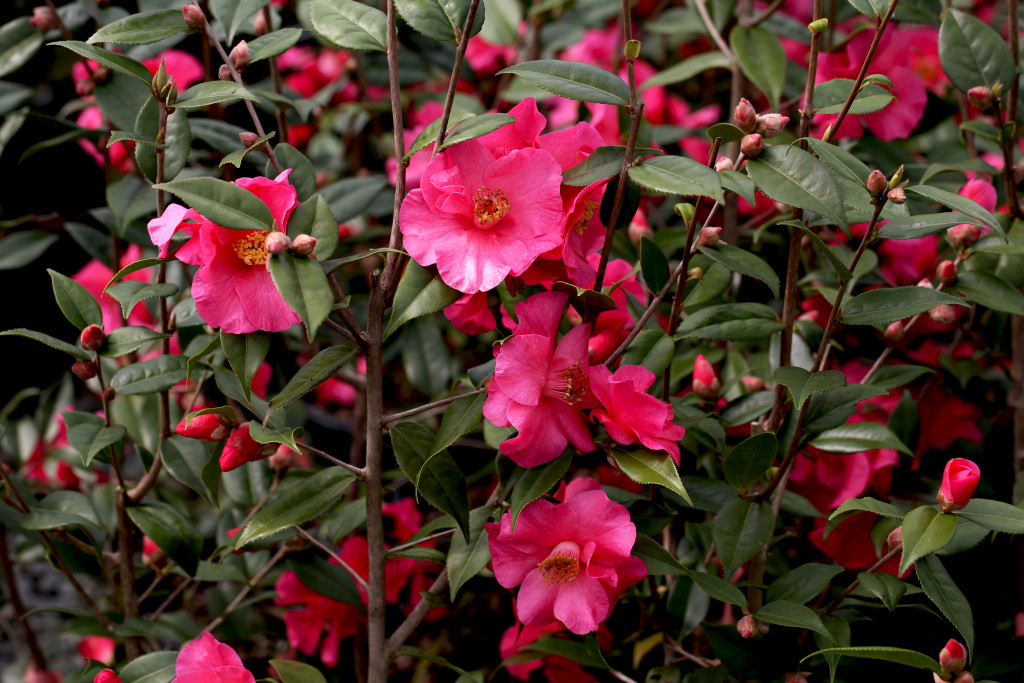 Credit Camellia Forest Nursery