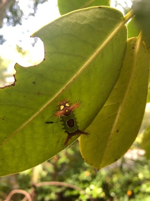 caterpillar