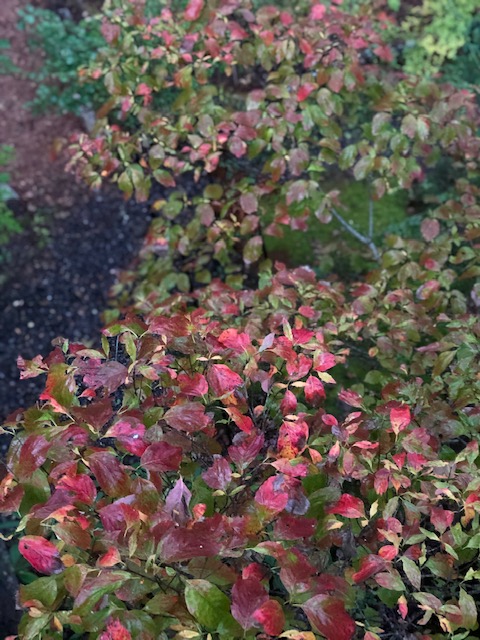 dogwood in Fall