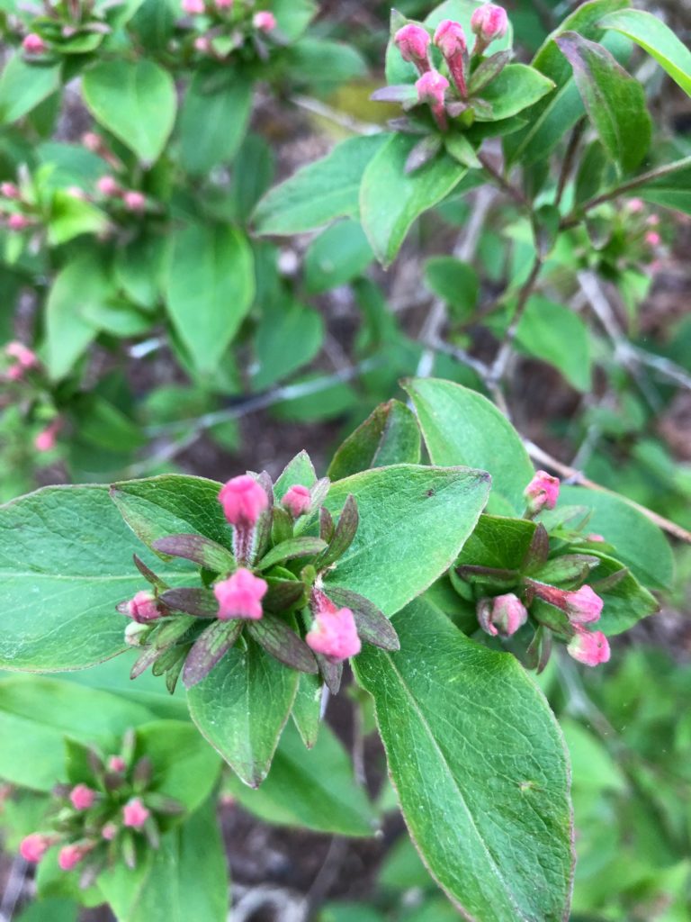 Mrs. Woods' Lavender-Pink Noisette