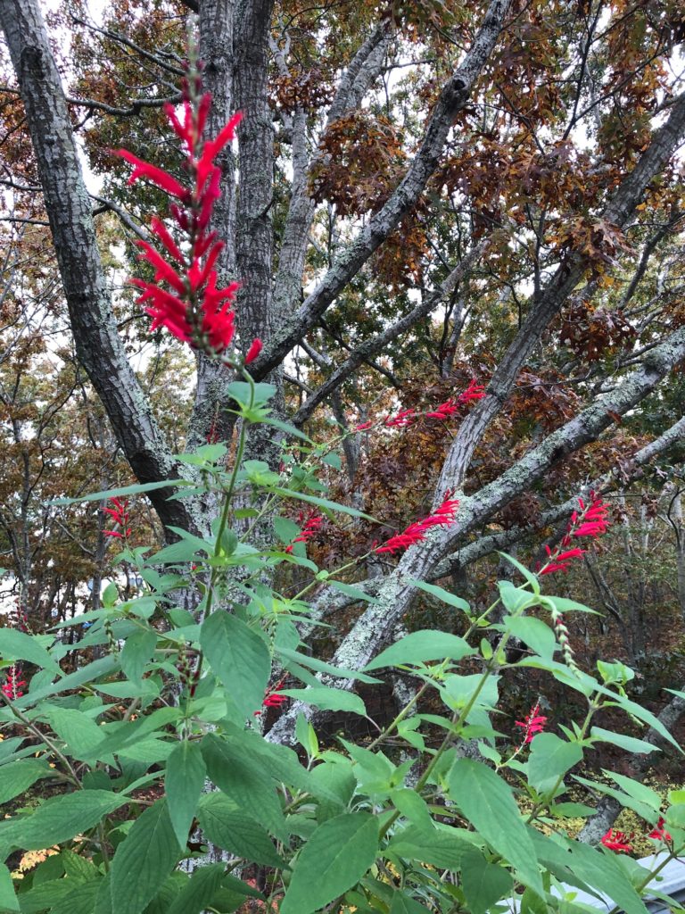 White Berry Stem - Gracie Jaynes